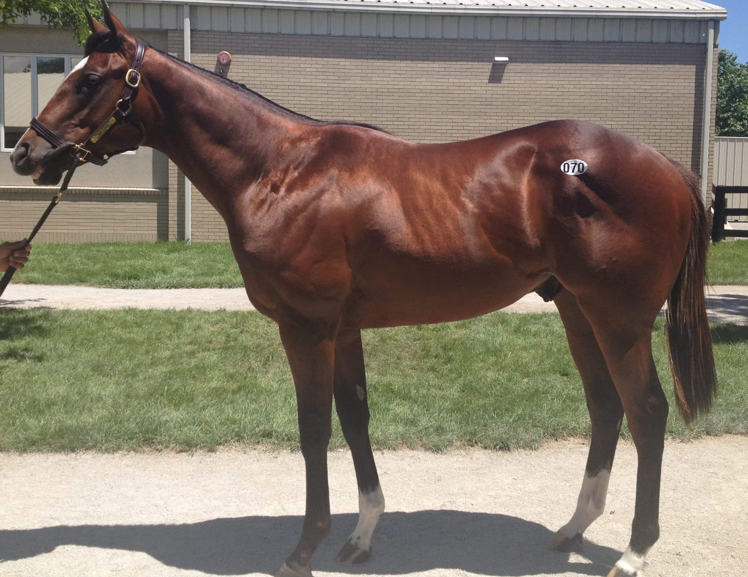 Hebbronville as a Yearling 