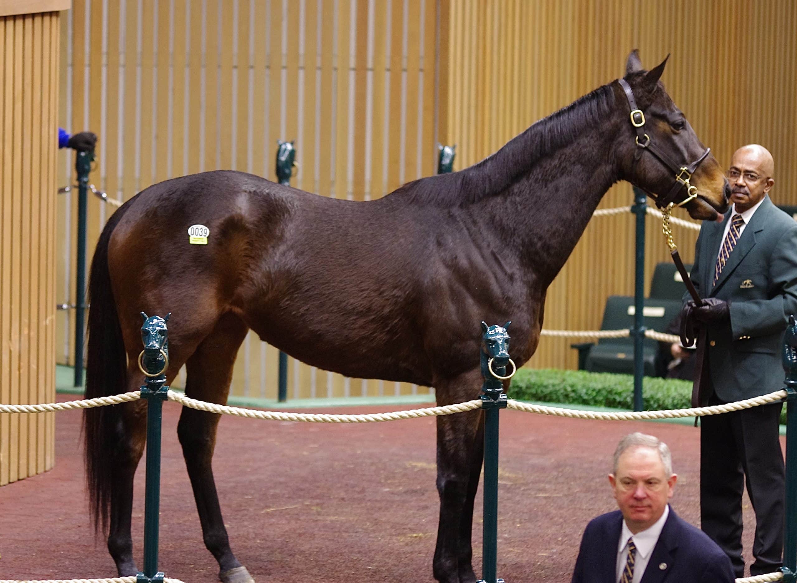 Premier Steps (IRE) in the sales ring at Keeneland January. (Photo taken by Lucas Marquardt)